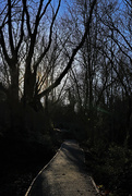 22nd Jan 2022 - Afternoon light in the woods