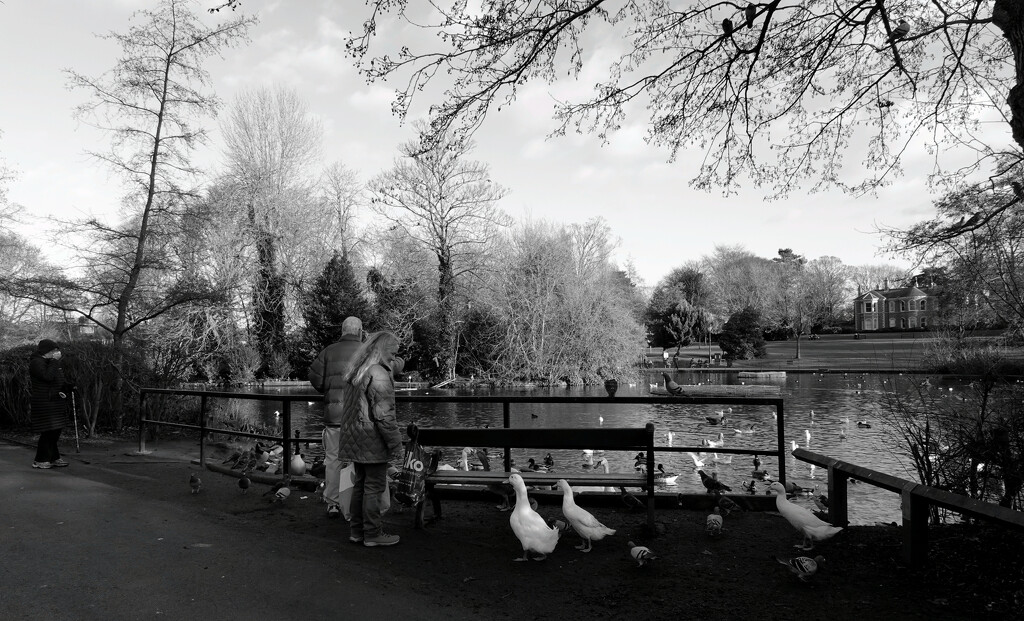 Feeding the Ducks by phil_howcroft