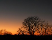 23rd Jan 2022 - The trees at the end of my garden..