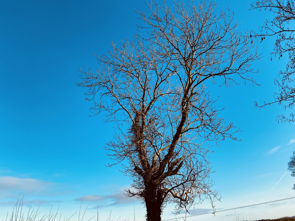 Bare tree in winter  by cafict