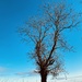 Bare tree in winter 