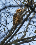23rd Jan 2022 - _LHG_1068Barred owl at dusk