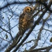 _LHG_1068Barred owl at dusk by rontu