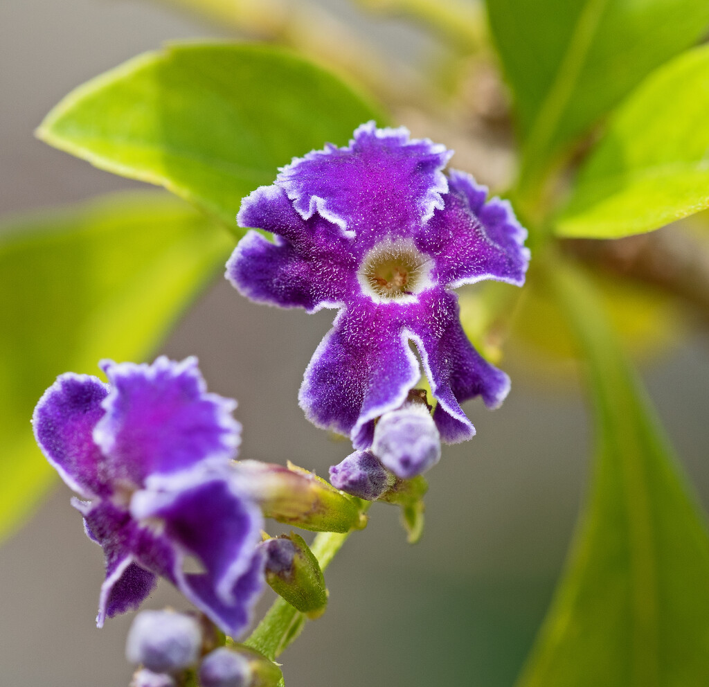 Small Purple Flower by ianjb21