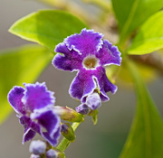 13th Jan 2022 - Small Purple Flower