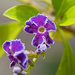 Small Purple Flower by ianjb21