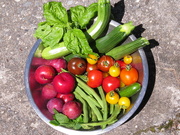 24th Jan 2022 - some of my harvest today