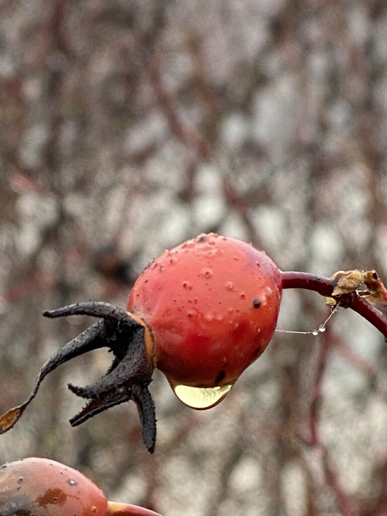 Rose hip and raindrop by clay88
