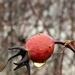 Rose hip and raindrop by clay88