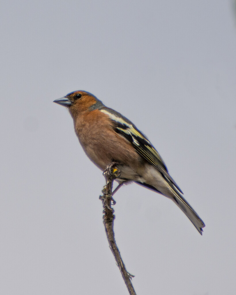 Common Chaffinch by cwbill