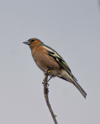 23rd Jan 2022 - Common Chaffinch