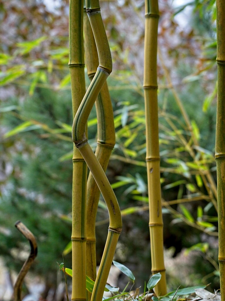 Bamboo by mitchell304