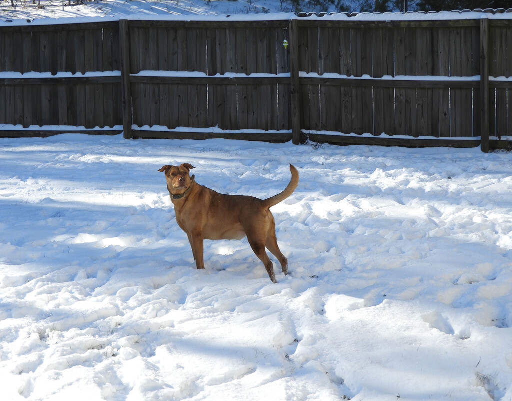 Doggie play by homeschoolmom