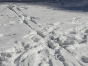 23rd Jan 2022 - Snow tracks