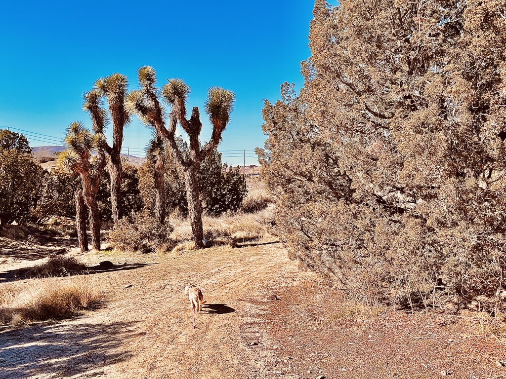Desert Hike by jnadonza