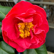 24th Jan 2022 - Camellia flower