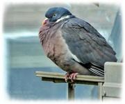24th Jan 2022 - Chilly Pigeon