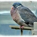 Chilly Pigeon