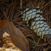 Lichen Tinted Pinecone by k9photo