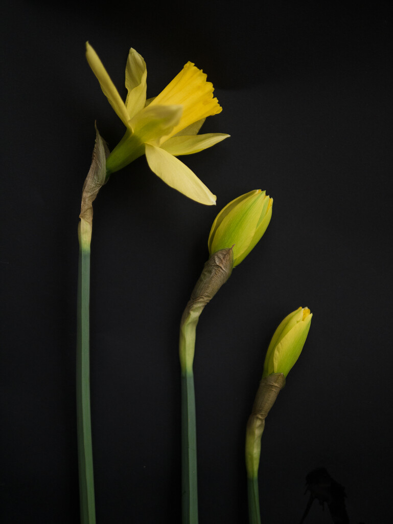 Daffodil by newbank