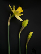 24th Jan 2022 - Daffodil