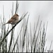 Female reed-bunting bird the-heath sandy