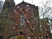 24th Jan 2022 - Church front door and pink viburnum flowering.