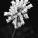 milkweed by blueberry1222