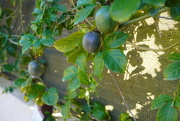 24th Jan 2022 - Year round - Passion fruit 