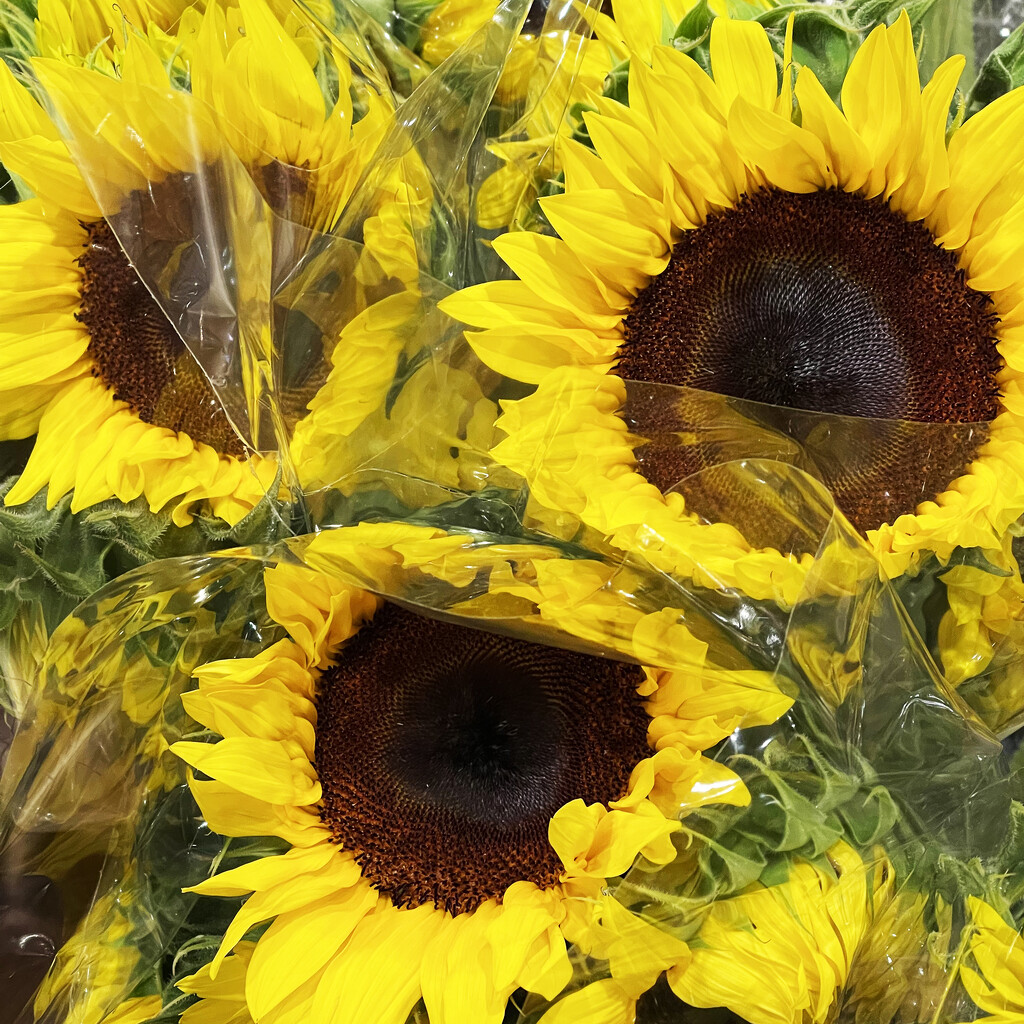 Three Sunflowers by yogiw