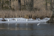 23rd Jan 2022 - 4 Egrets of the Snowpocalypse