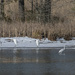 4 Egrets of the Snowpocalypse by timerskine