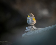 24th Jan 2022 - Another picture of my favorite little Yellow-rumped Warbler