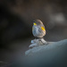 Another picture of my favorite little Yellow-rumped Warbler by nicoleweg