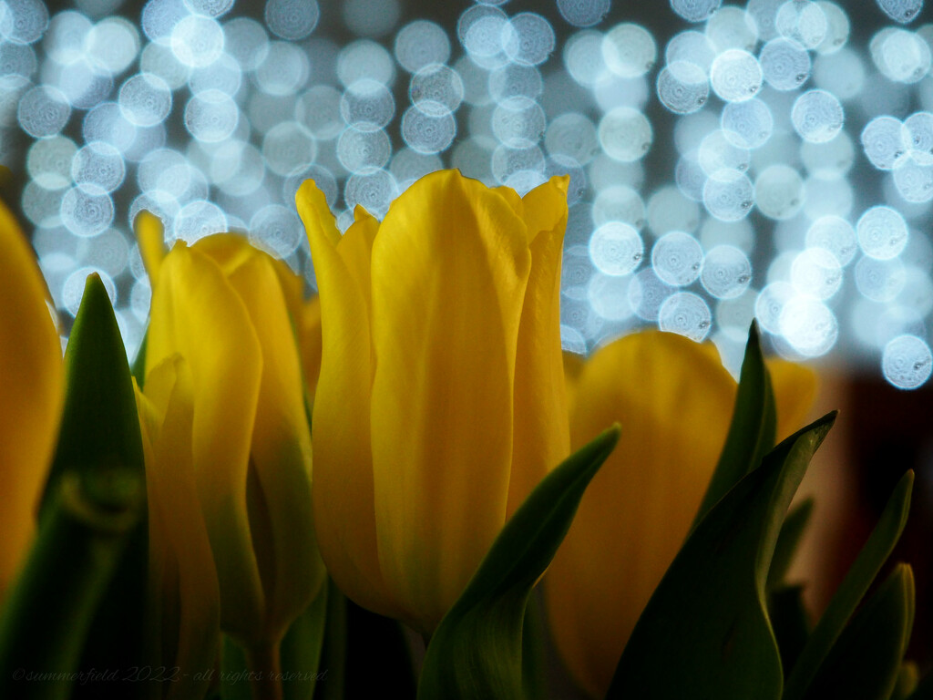 tulips by summerfield