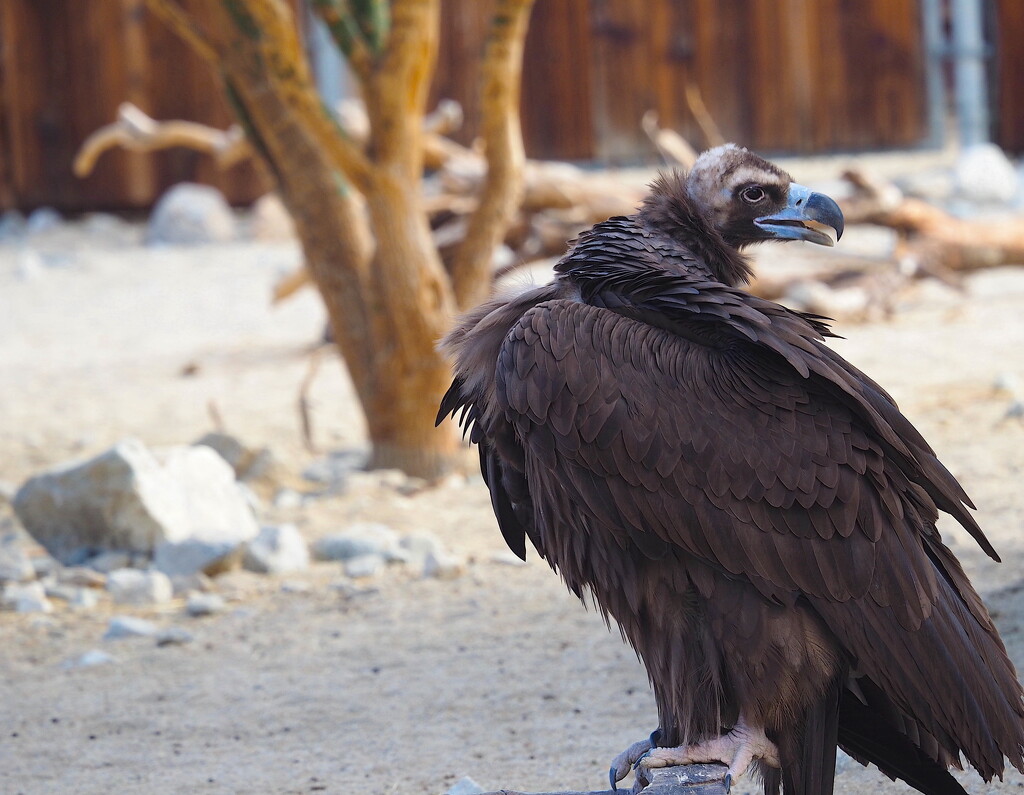 Eurasian Black Vulture  by redy4et