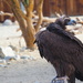 Eurasian Black Vulture 