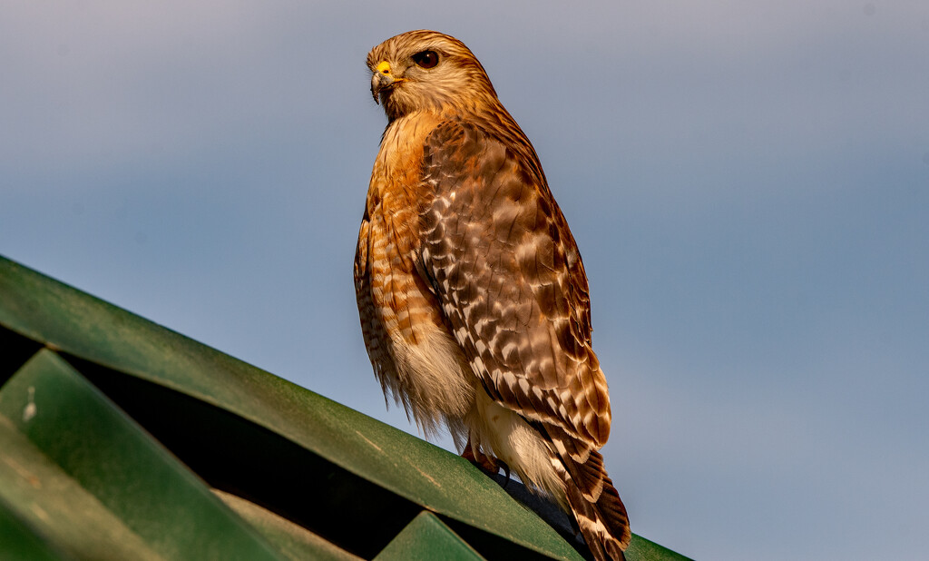 Red Shouldered Hawk up on the Table Covering! by rickster549