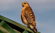 24th Jan 2022 - Red Shouldered Hawk up on the Table Covering!