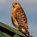 Red Shouldered Hawk up on the Table Covering!