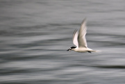 20th Jan 2022 - Tern with its catch