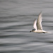 Tern with its catch by dkbarnett