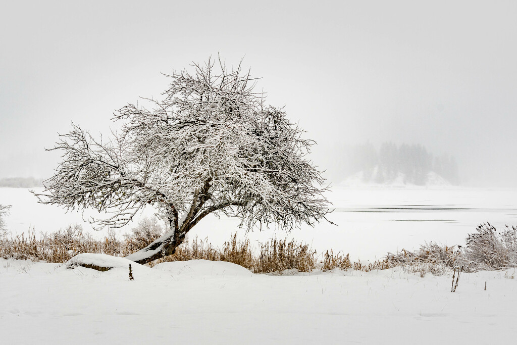 Winter on the lake by teriyakih