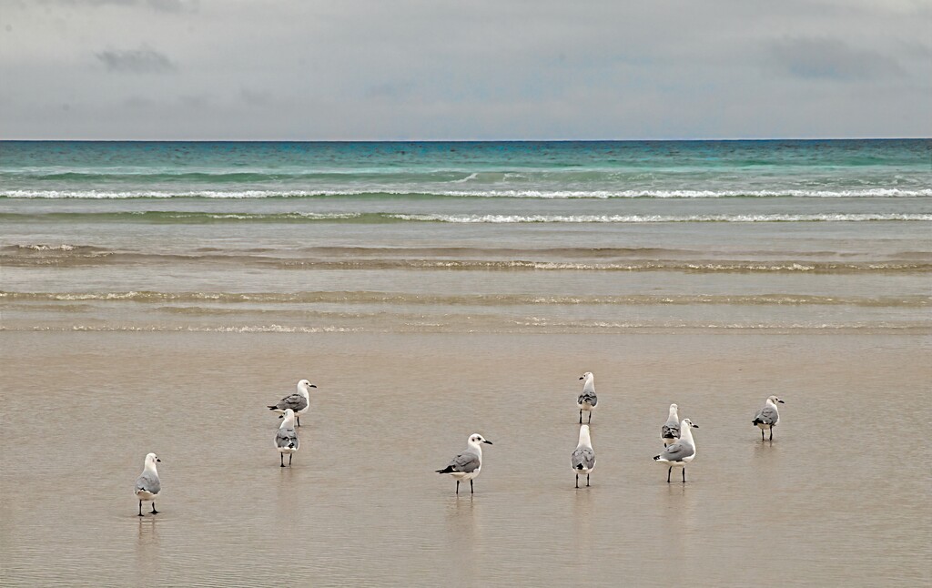 Some gulls were there too by ludwigsdiana