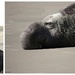 Elephant Seals by madamelucy