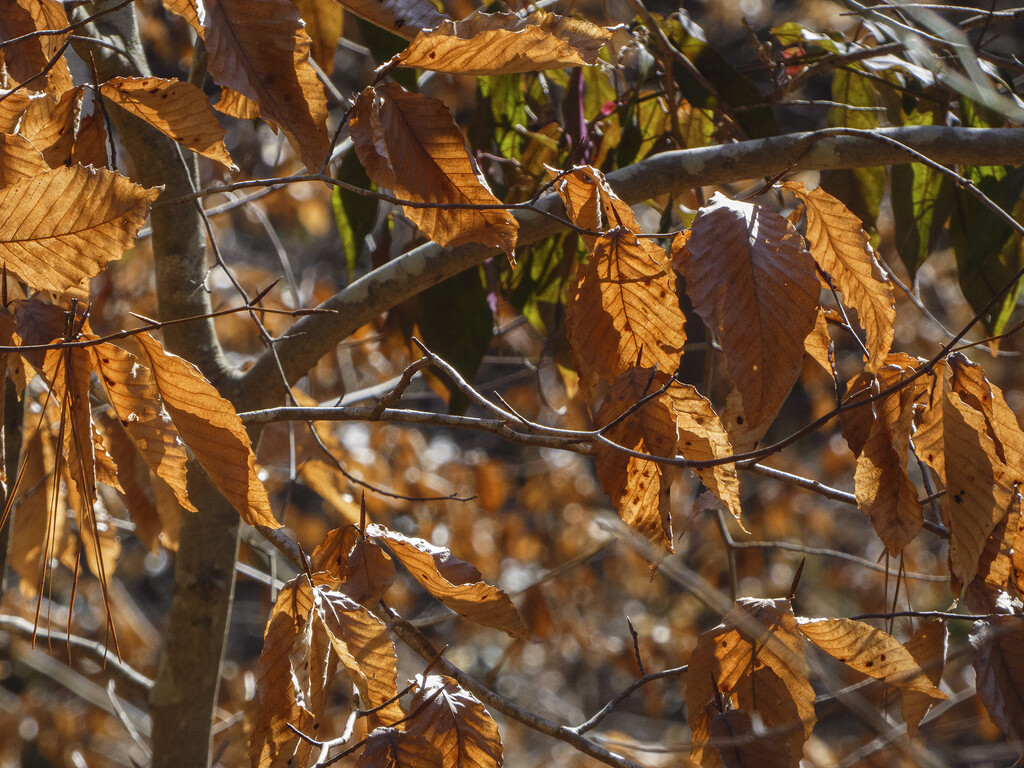 Sunlight on Beech Leaves by k9photo