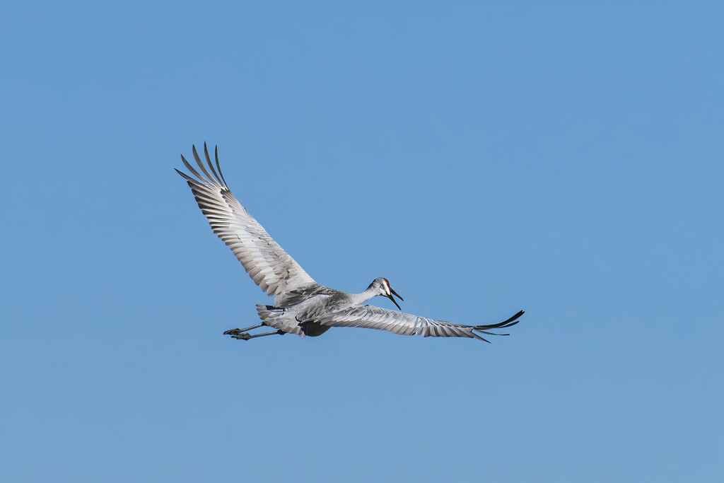 Sandhill Crane in Flight by kvphoto
