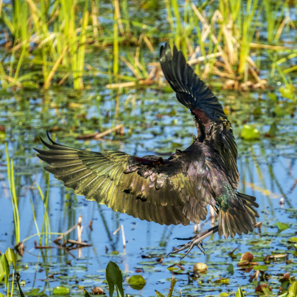 Wings of Glossy Ibis by kvphoto