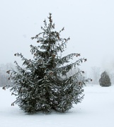 25th Jan 2022 - Snow on trees
