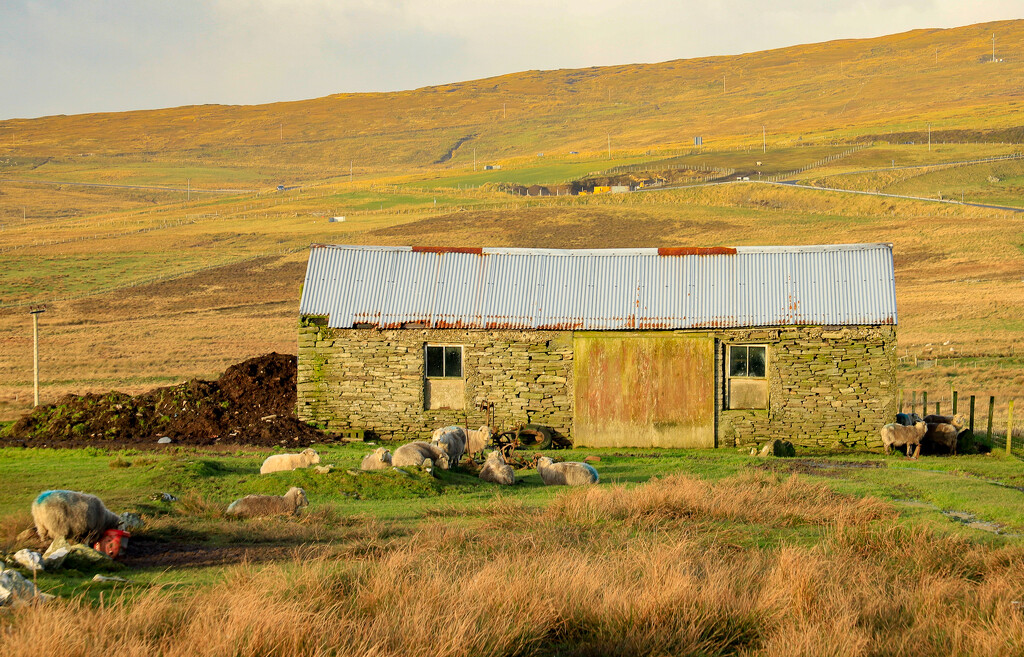 Sheep Shed by lifeat60degrees